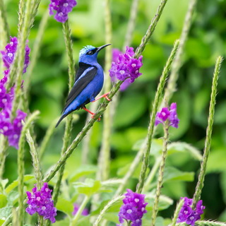 Arenal - Red-legged honeycreeper